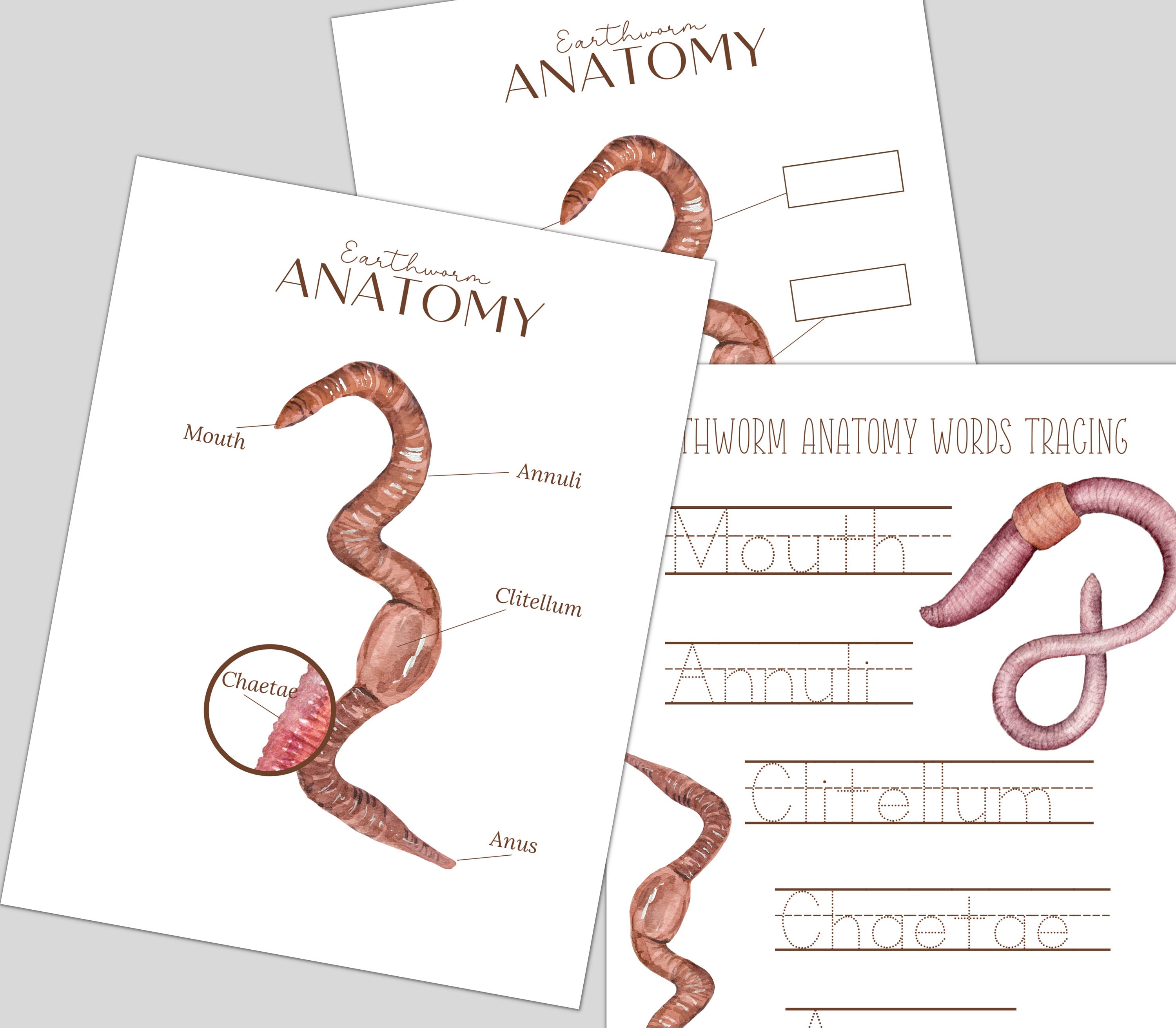 EARTHWORM Study Unit Life Cycle Anatomy Nature Study - Etsy Canada