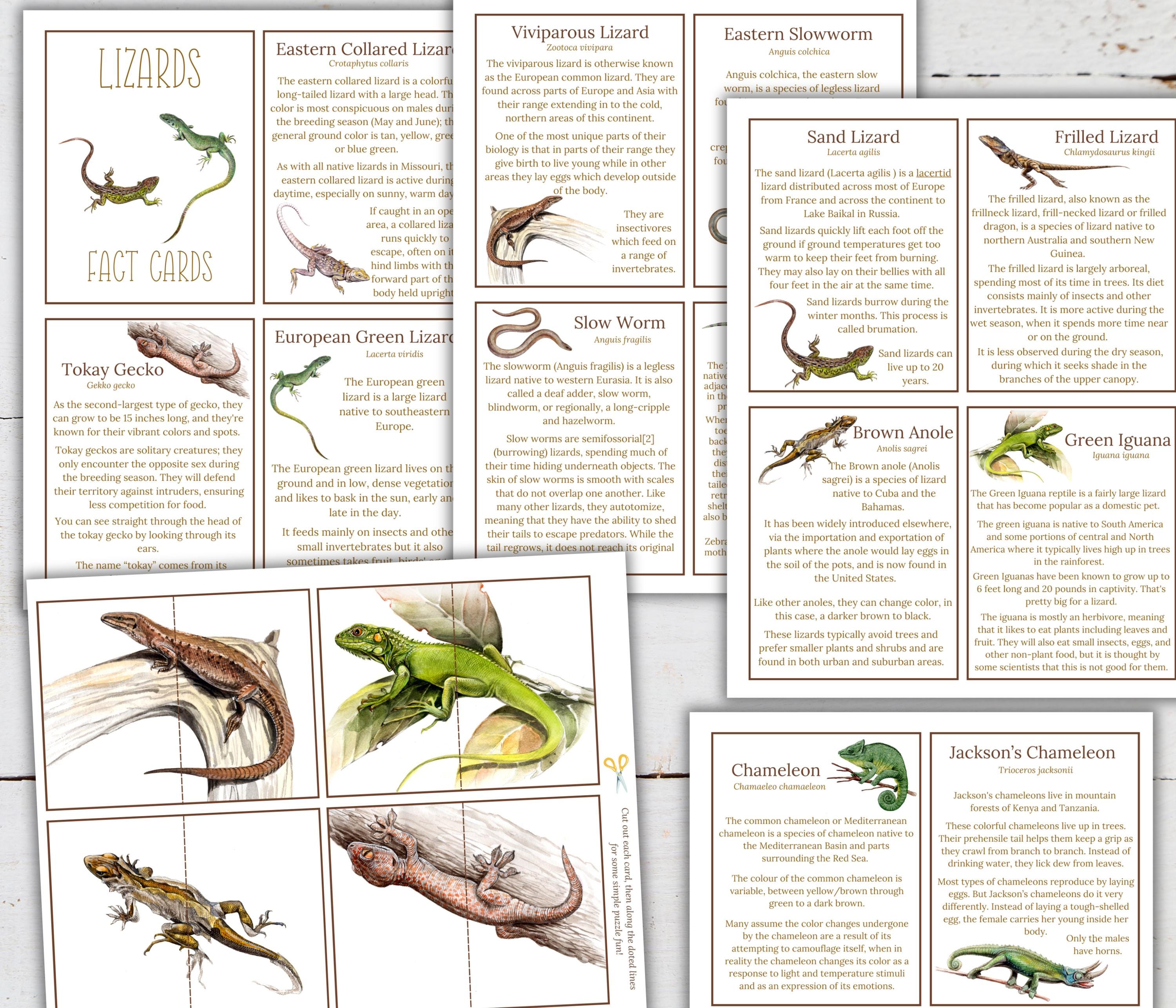 LIZARD Unit Study, Anatomy, Nature Study, Science, Handwriting ...