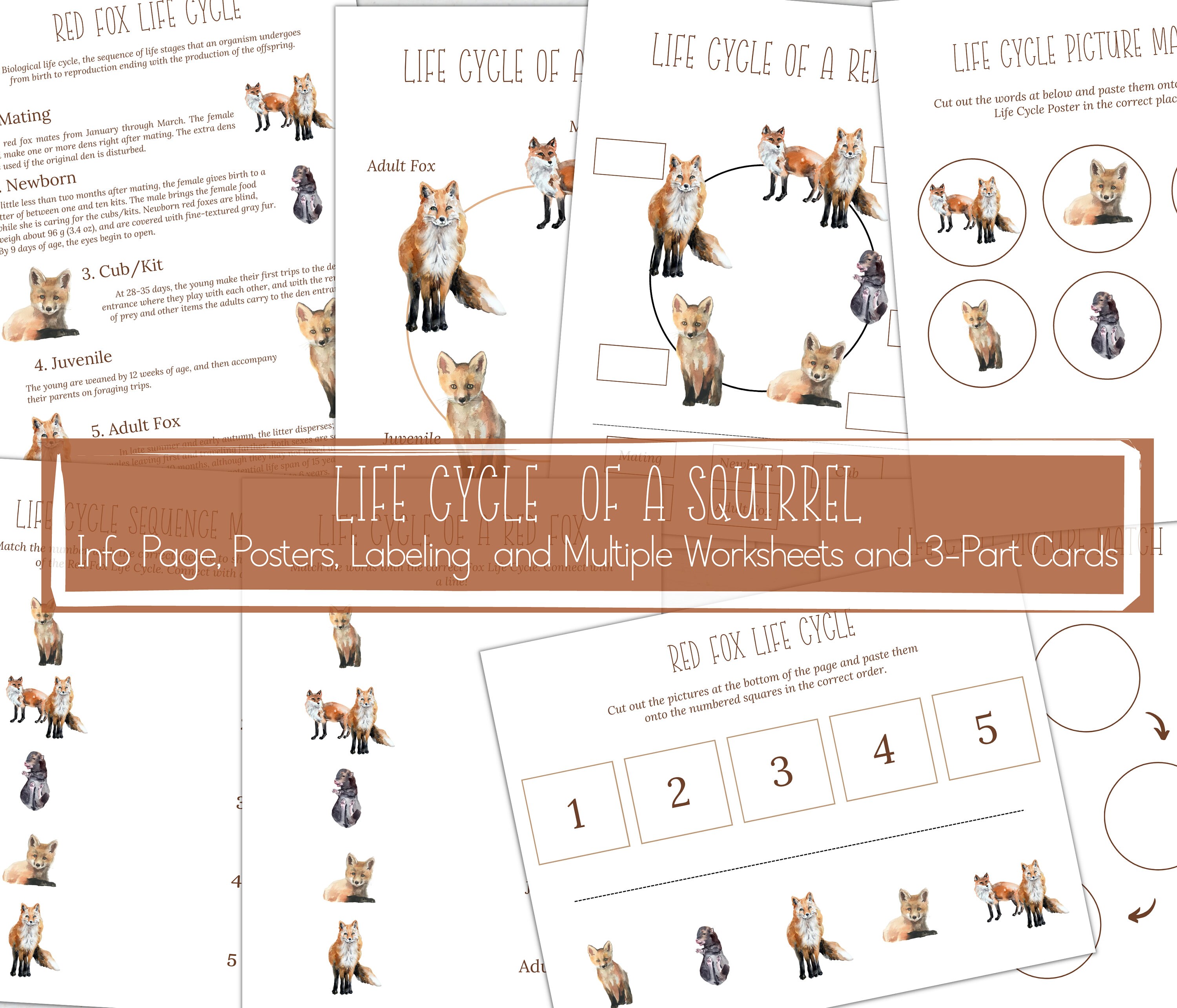 Red Fox Task Red Fox Unit Study: Life Cycle, Anatomy, Homeschool Printable (instant ...