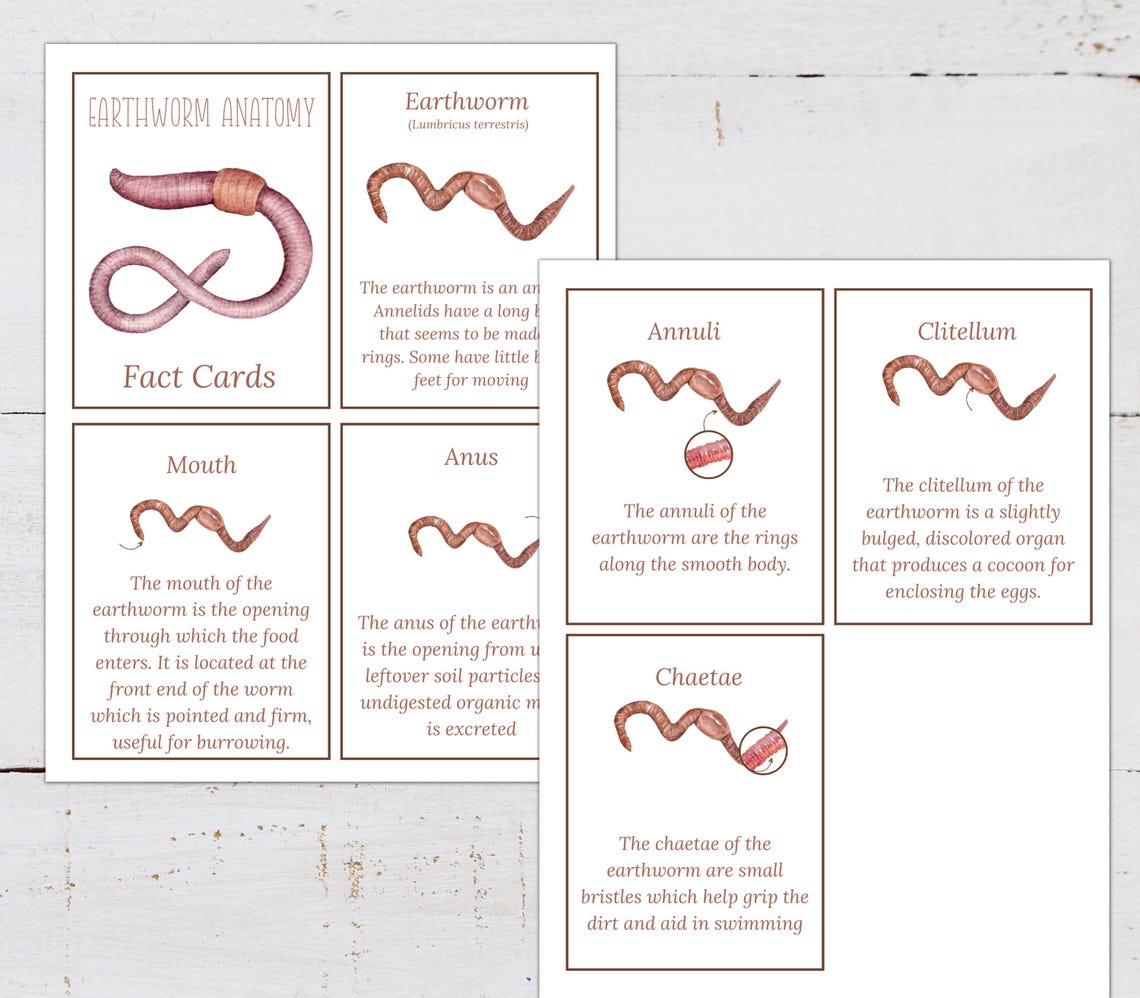 EARTHWORM Study Unit, Life Cycle, Anatomy, Nature Study, Science ...