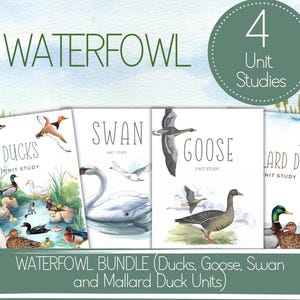 May include: A bundle of four unit studies on waterfowl, including ducks, swans, geese, and mallard ducks. Each study features watercolor illustrations of the birds. The title "WATERFOWL" is at the top, with "4 Unit Studies" in a circle.