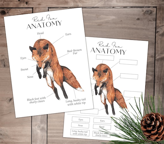 Red Fox Diagrams