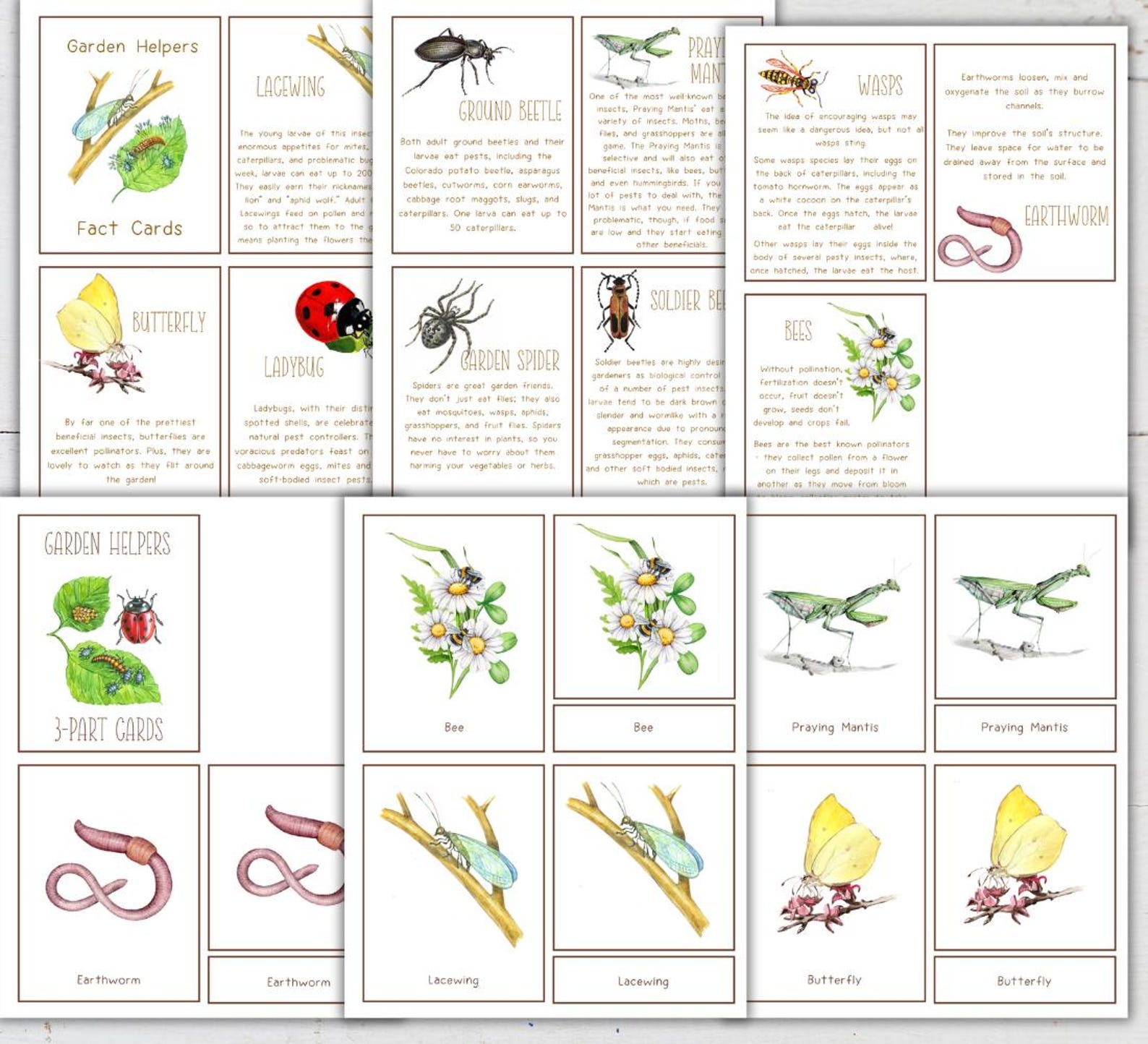 Garden Helpers Unit Study: Insect Anatomy & Life Cycle (digital ...