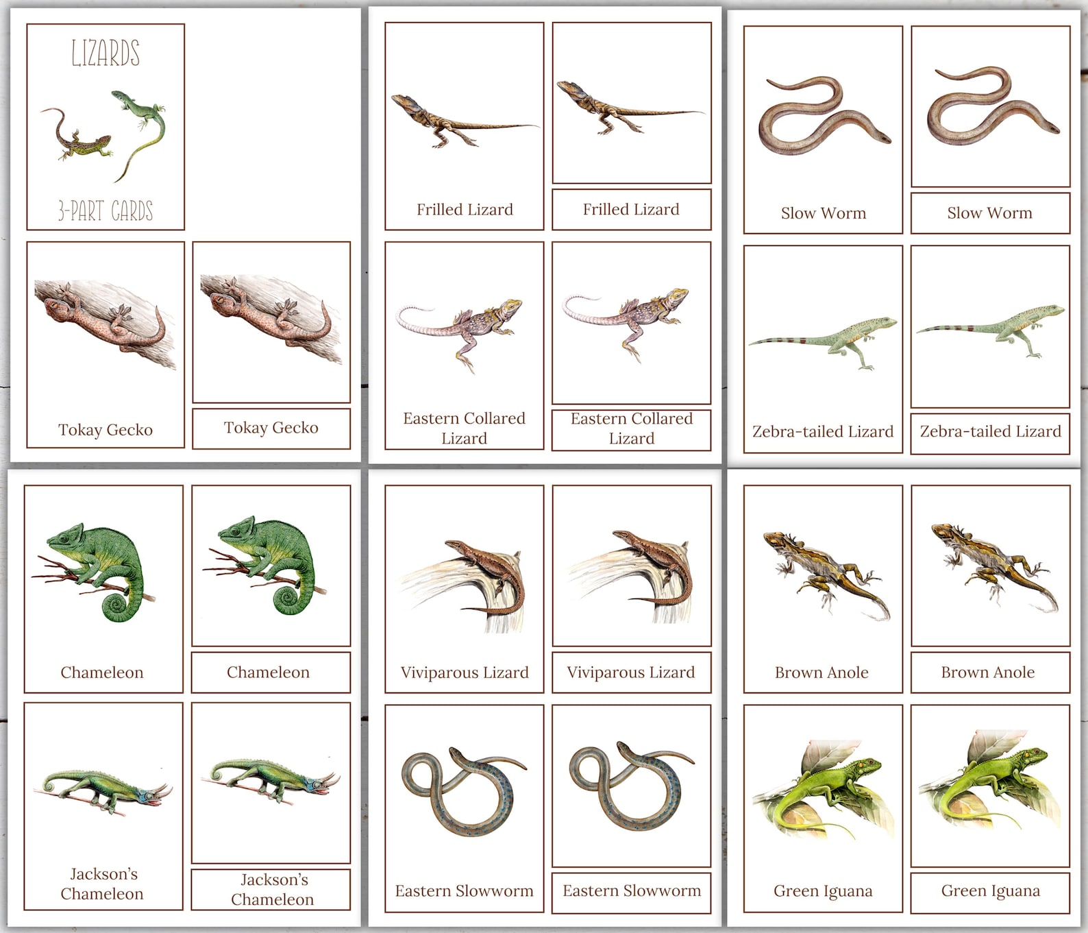 Lizard Counting Card Lizards Mini Poster: Montessori Fact Cards & 3-part Cards (digital ...