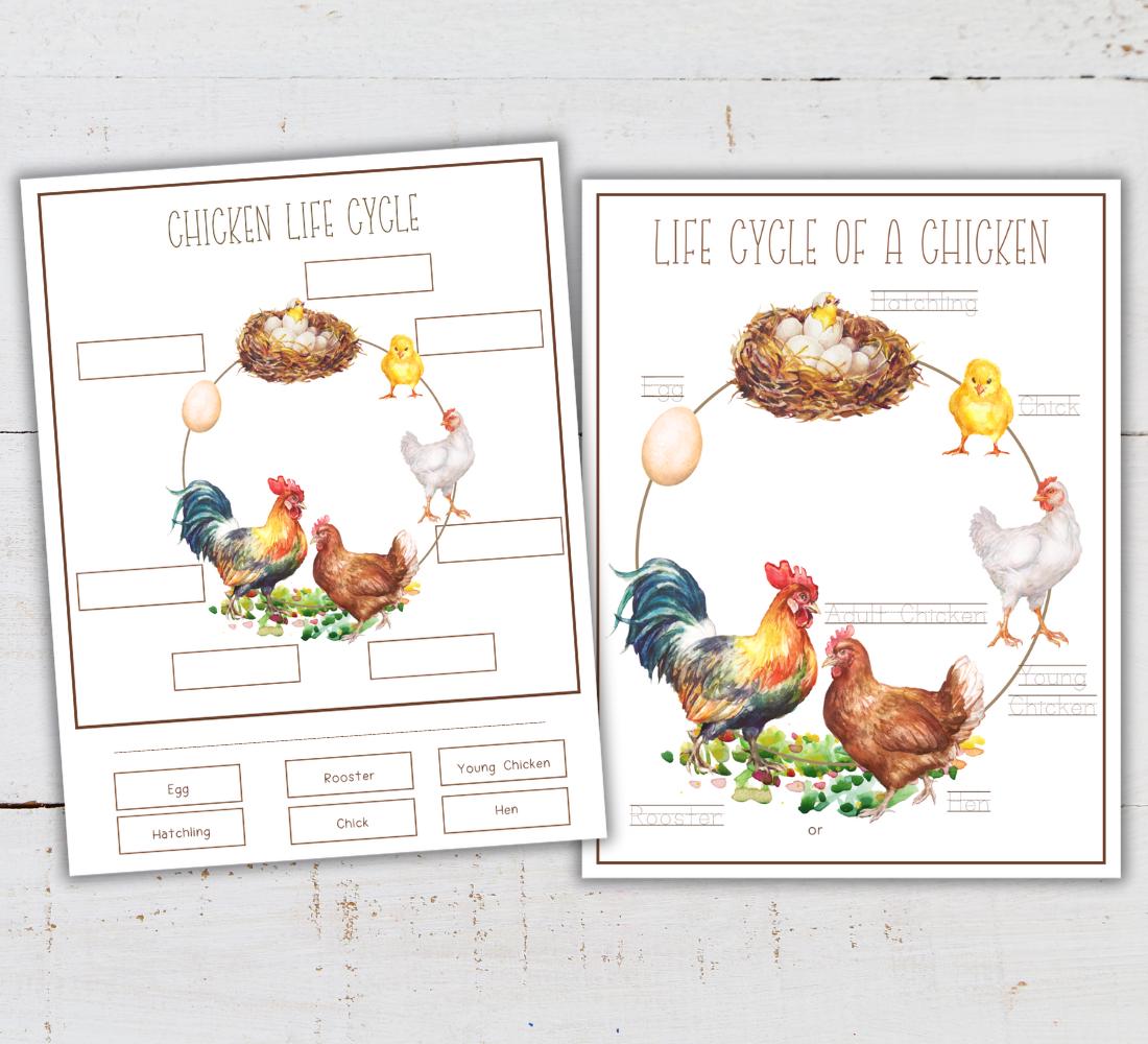 Printable Chicken Process CHICKEN Life Cycle, Nature Study, Homeschool Printable, Instant ...
