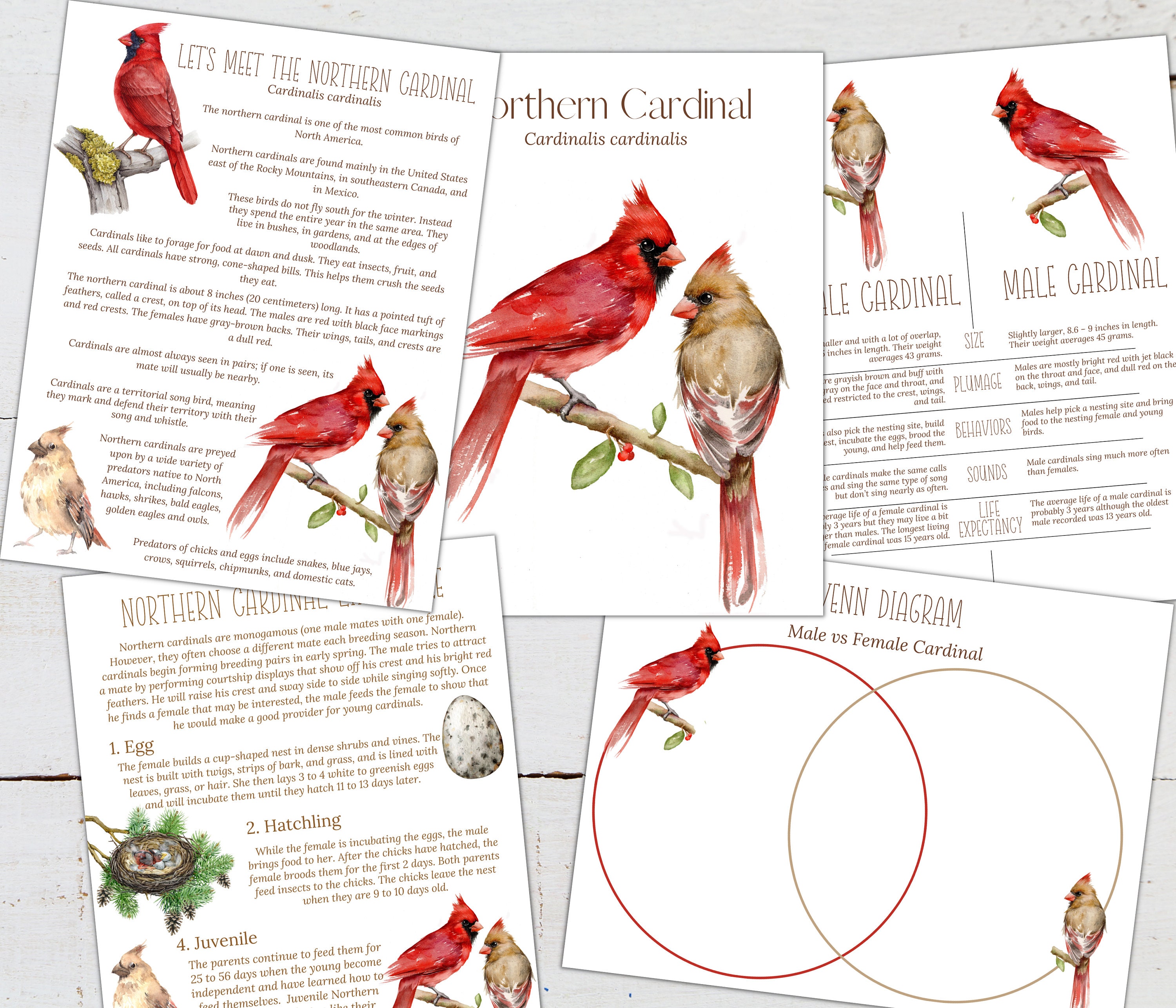 Northern Cardinal Unit Study: Homeschool Science Printable (instant ...