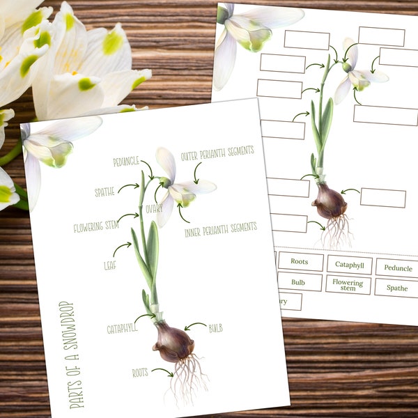 SNOWDROP Anatomy,  Poster and Labeling Activity, Homeschool, Instant DOWNLOAD