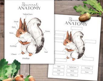 SQUIRREL Anatomy,  Poster and Labeling Activity, Homeschool, Instant DOWNLOAD