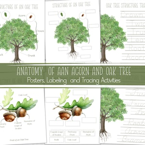 OAK Tree and ACORN Anatomy, Posters + Labeling and Tracing Activities, Homeschool, Instant Download