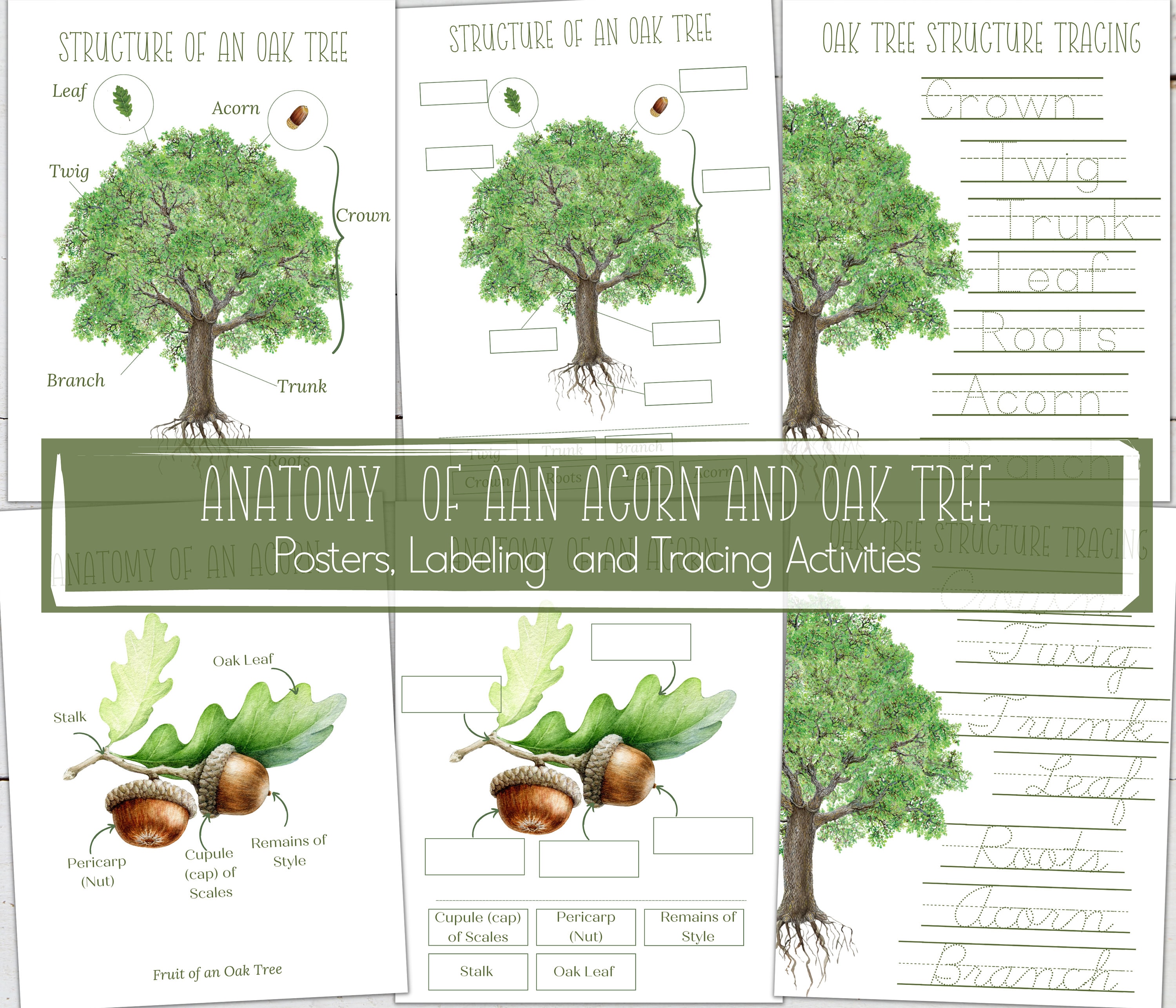 OAK Tree and ACORN Anatomy, Posters + Labeling and Tracing Activities, Homeschool, Instant Download