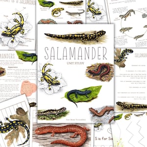 Unità di studio sulle SALAMANDRE, Ciclo vitale, Anatomia, Studio della natura, Scienze, Scrittura a mano, Materiale stampabile per l&#39;istruzione parentale, Montessori, Download immediato