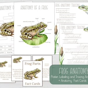 Anatomie de la grenouille, affiche, activité d'étiquetage, fiches d'information et activité de traçage, école à la maison, téléchargement immédiat
