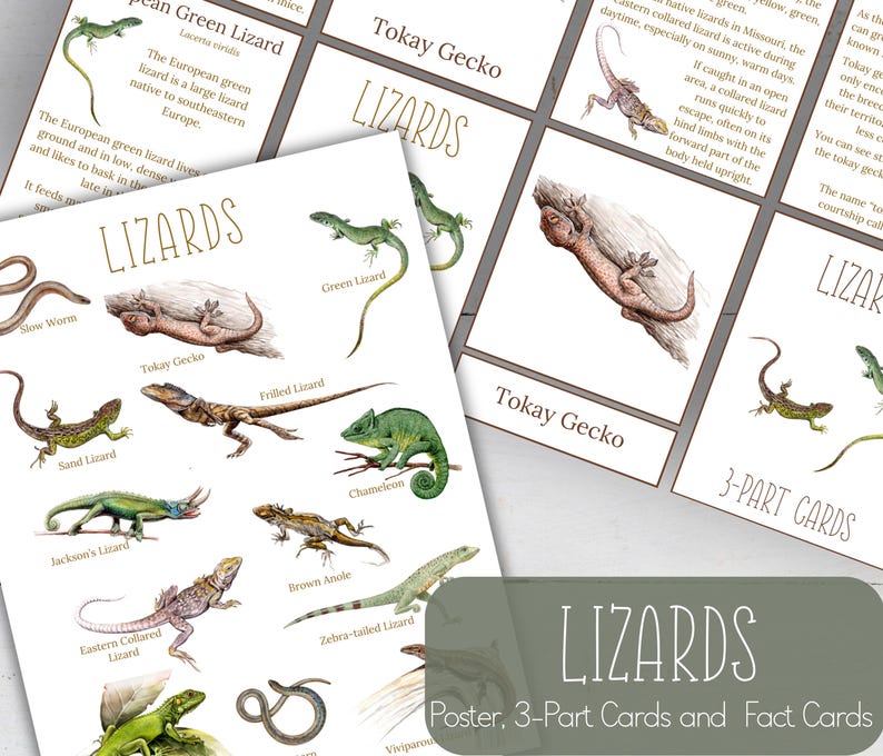 Lizards Printable Text LIZARD Unit Study, Anatomy, Nature Study, Science, Handwriting ...