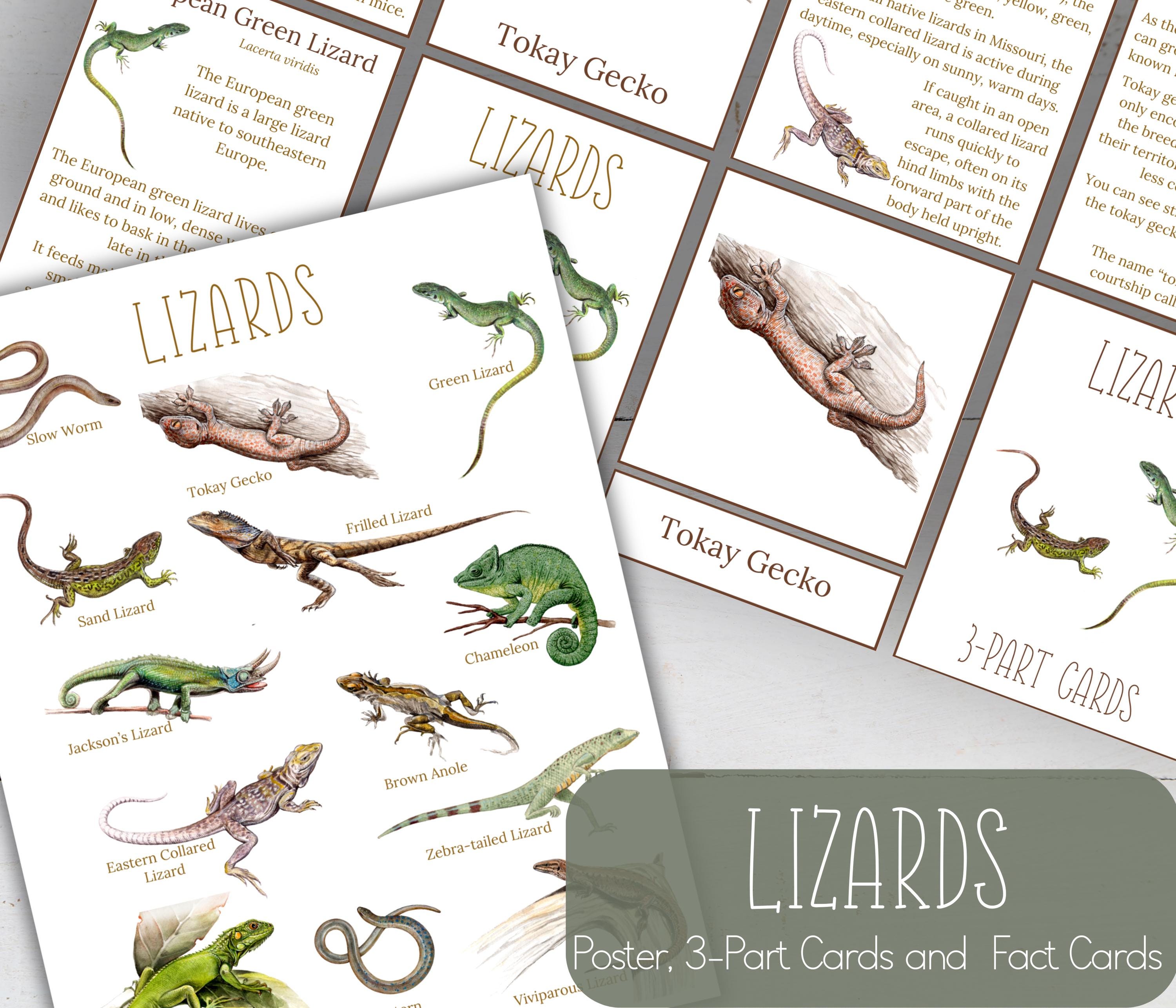 LIZARD Unit Study, Anatomy, Nature Study, Science, Handwriting ...