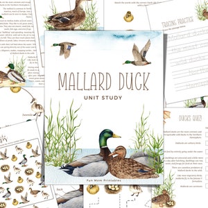 Canard colvert, cycle de vie, anatomie, étude de la nature, sciences, écriture manuscrite, école à la maison, Montessori, téléchargement immédiat