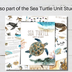 May include: A watercolor illustration of a sea turtle with a blue and green shell. The illustration is part of a unit study about sea turtles. The text "SEA TURTLE UNIT STUDY" is written in brown lettering at the top of the page.