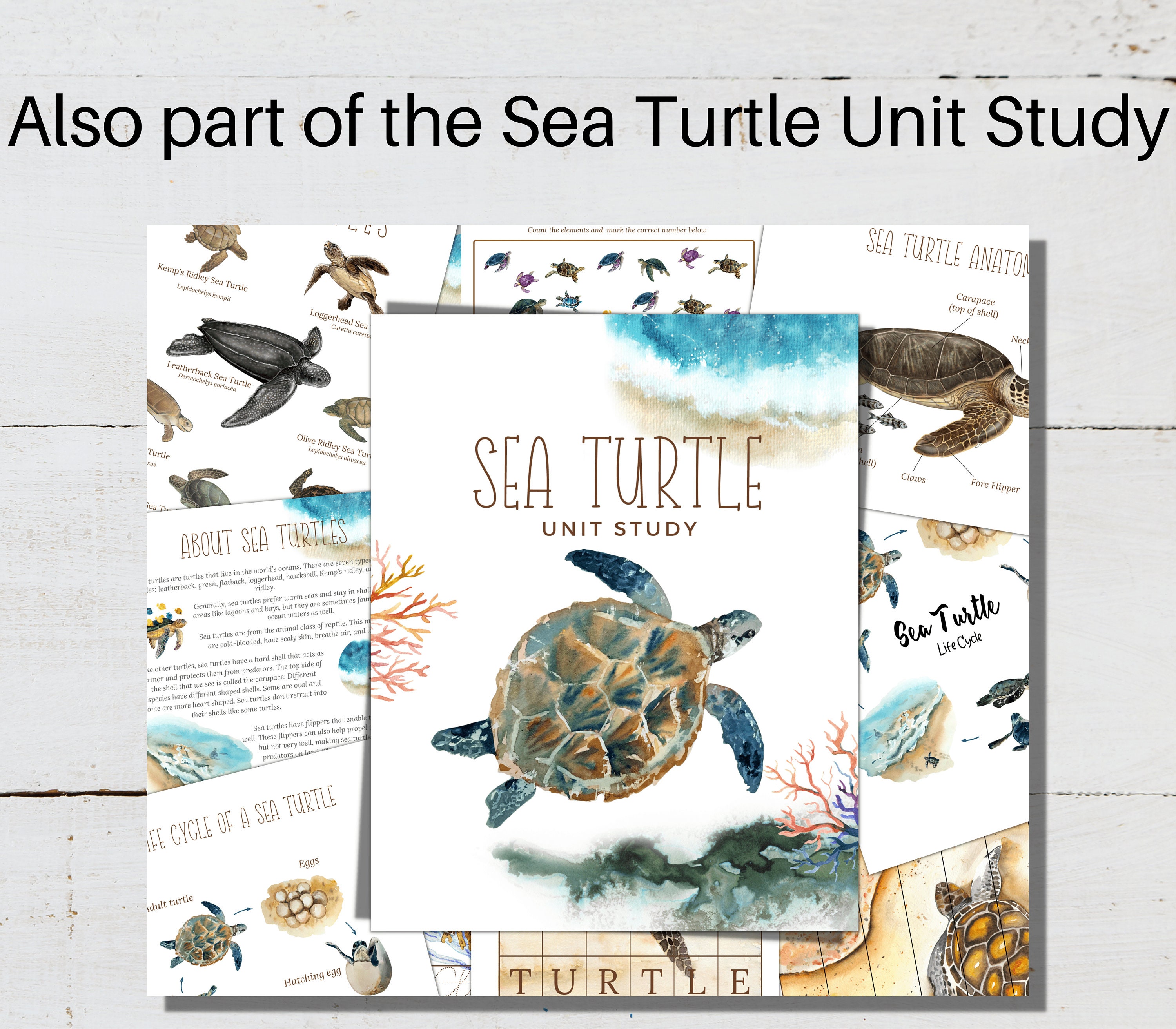 Sea Turtles Poster, Fact Cards, and 3-part Montessori Cards (digital ...