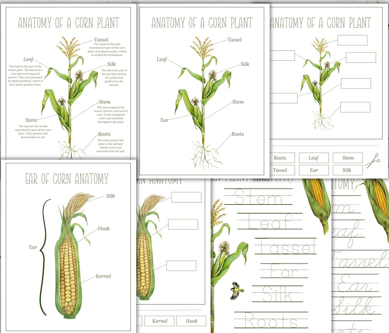 Corn Unit Study: Life Cycle, Anatomy, Homeschool Printable (instant ...