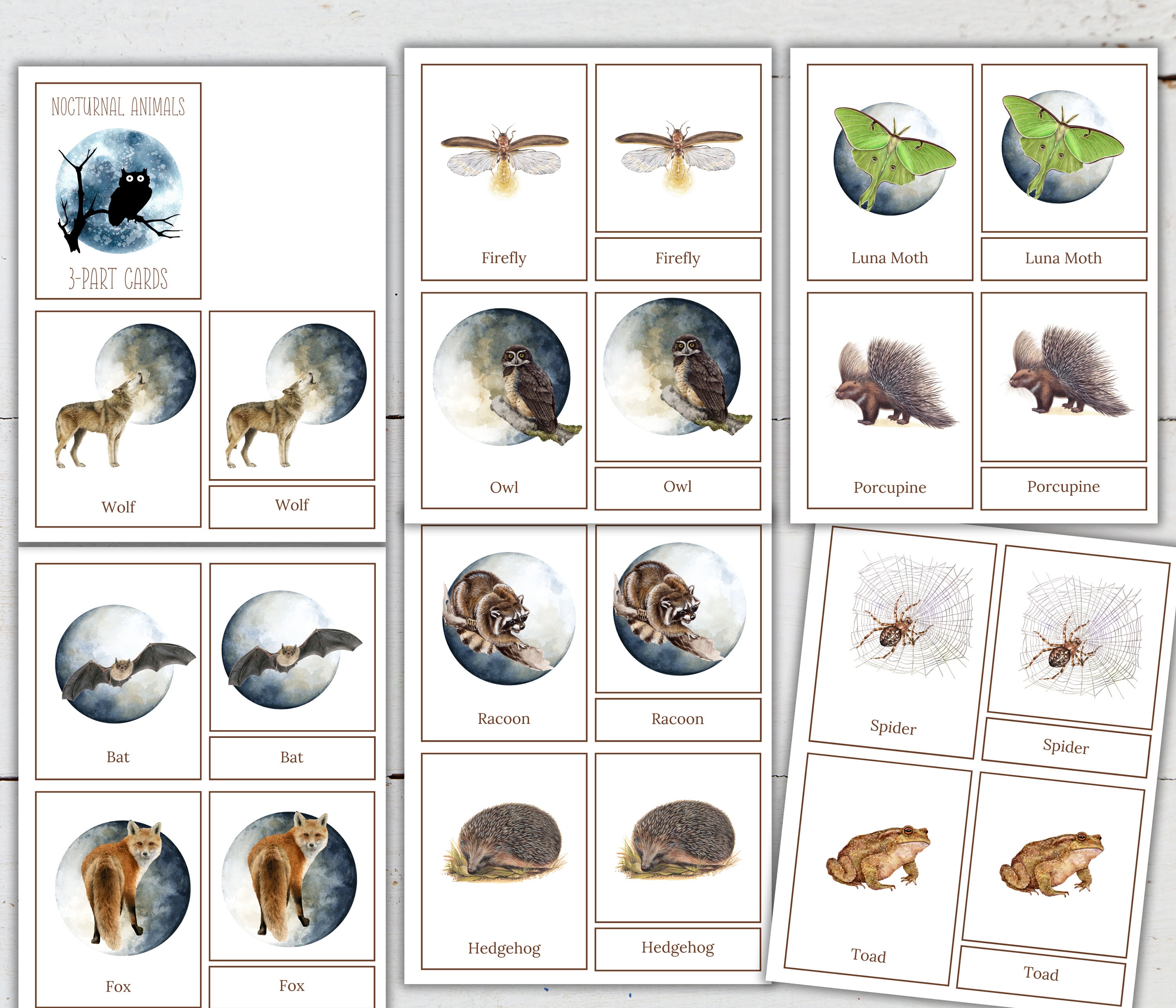 NOCTURNAL Animals Mini Poster + 3-part Cards + Fact Cards, Montessori ...