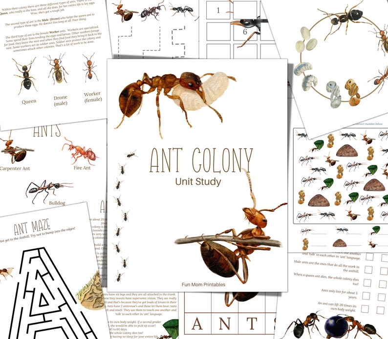 May include: A printable educational resource for learning about ant colonies. The resource includes a variety of activities, such as a maze, a matching game, and a word search. The resource also includes information about the different types of ants, such as the queen, the drone, and the worker.