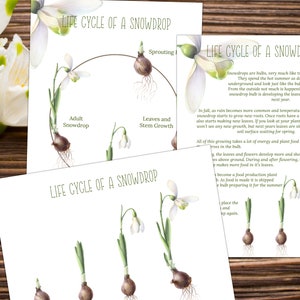 SNOWDROP Life Cycle, Nature Study, Homeschool Printable, Instant Download
