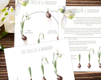 SNOWDROP Life Cycle, Nature Study, Homeschool Printable, Instant Download