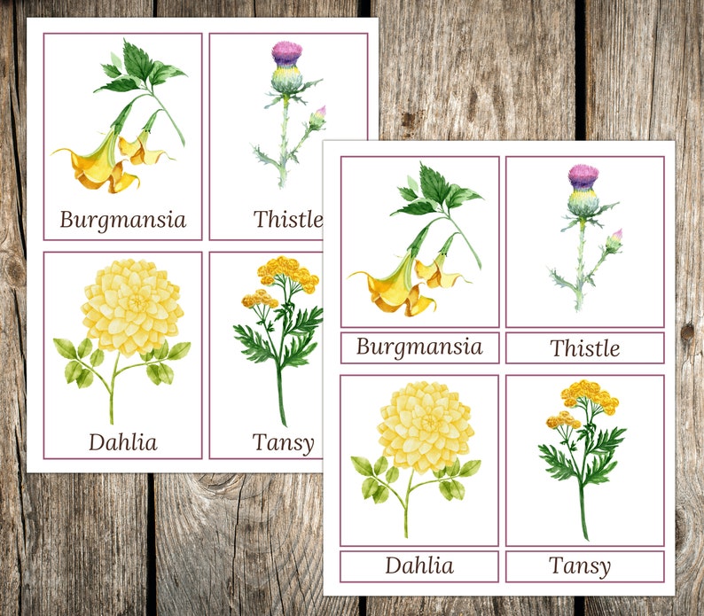 Flower 3part Cards Recognition Cards Flowers Spring Etsy