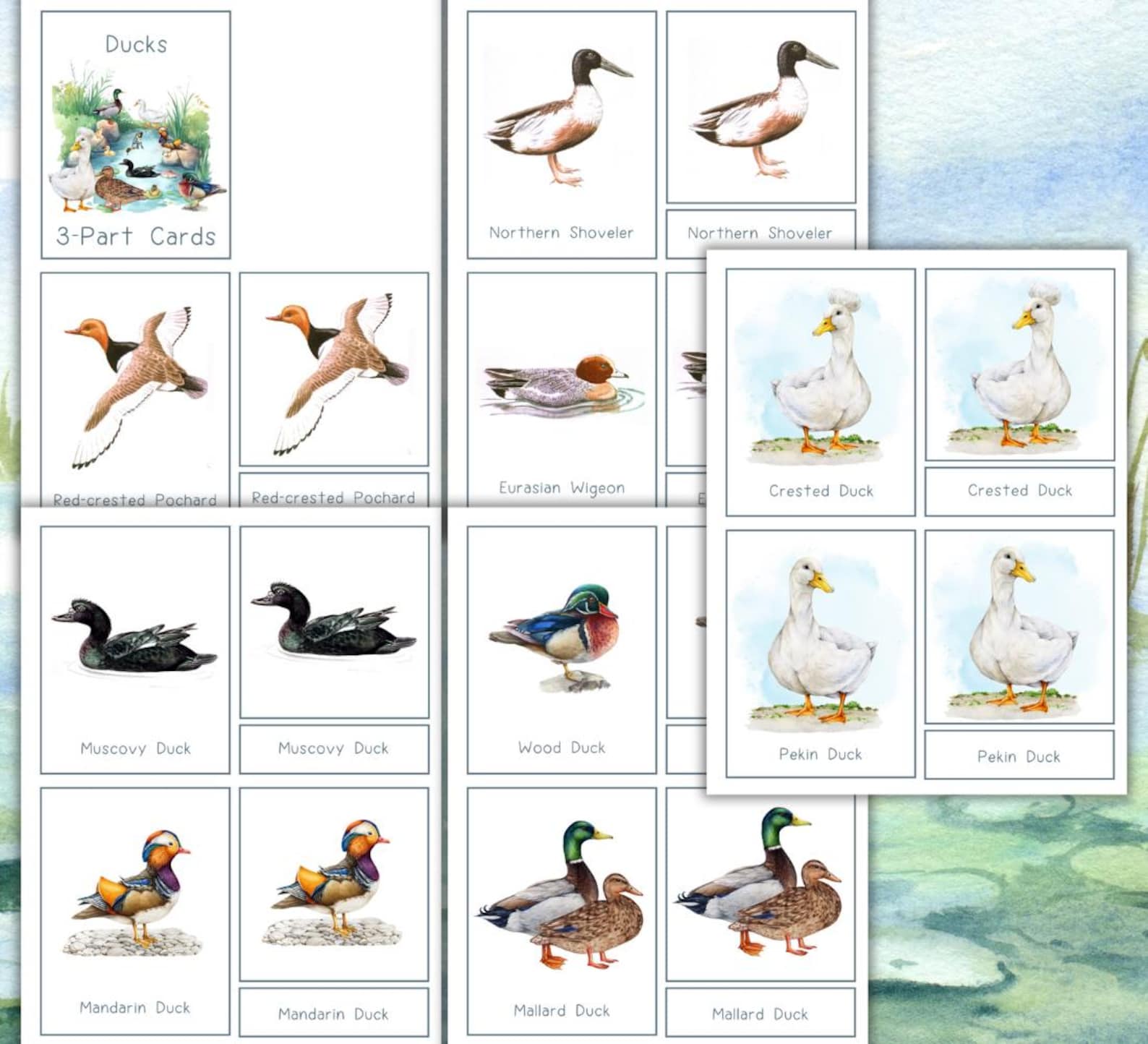 Duck Study Ducks Unit Study: Life Cycle, Anatomy, Activities (homeschool Printable ...