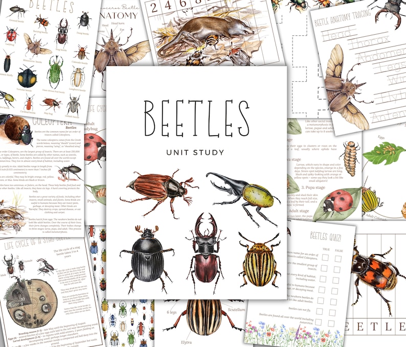 Beetles Unit Study: Homeschool Science Printable (instant Download) - Etsy