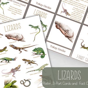 LIZARDS Mini Poster, Fact Cards and 3 Part Cards, Nature, Digital DIY, Montessori Cards, Homeschool Resources, Instant Download