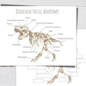 May include: A diagram of a dinosaur skeleton with labels for each bone, including the skull, ribs, femur, and tibia. The diagram is titled "Dinosaur Fossil Anatomy".