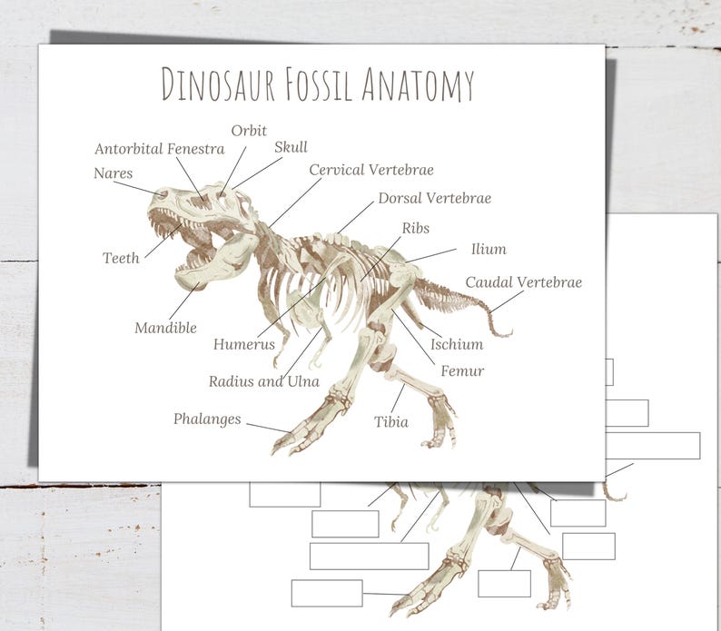 May include: A diagram of a dinosaur skeleton with labels for each bone, including the skull, ribs, femur, and tibia. The diagram is titled "Dinosaur Fossil Anatomy".