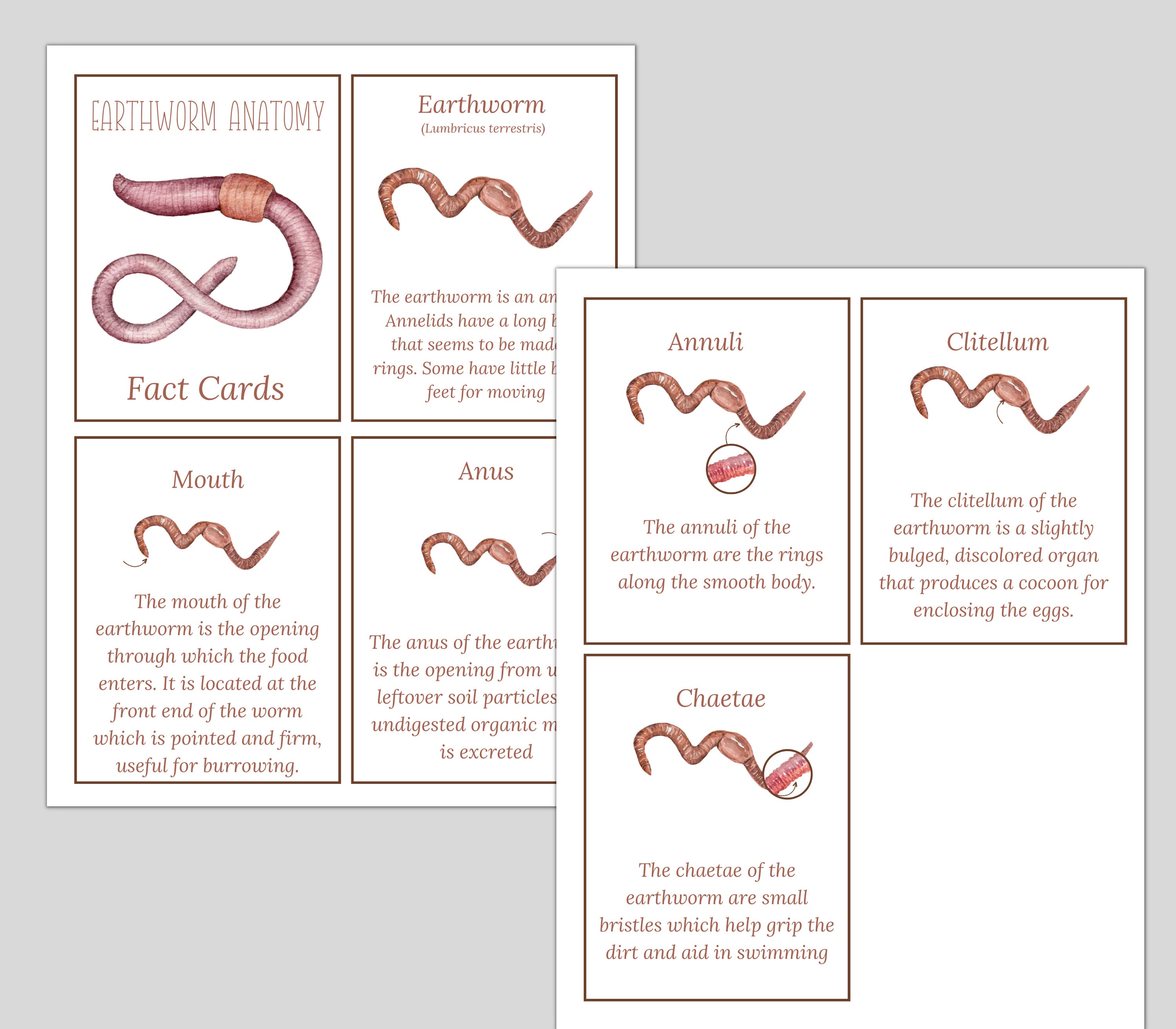 EARTHWORM Study Unit Life Cycle Anatomy Nature Study - Etsy UK