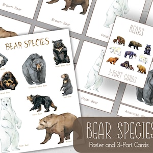BEAR SPECIES Poster + 3-teilige Karten, Montessori, Instant Download