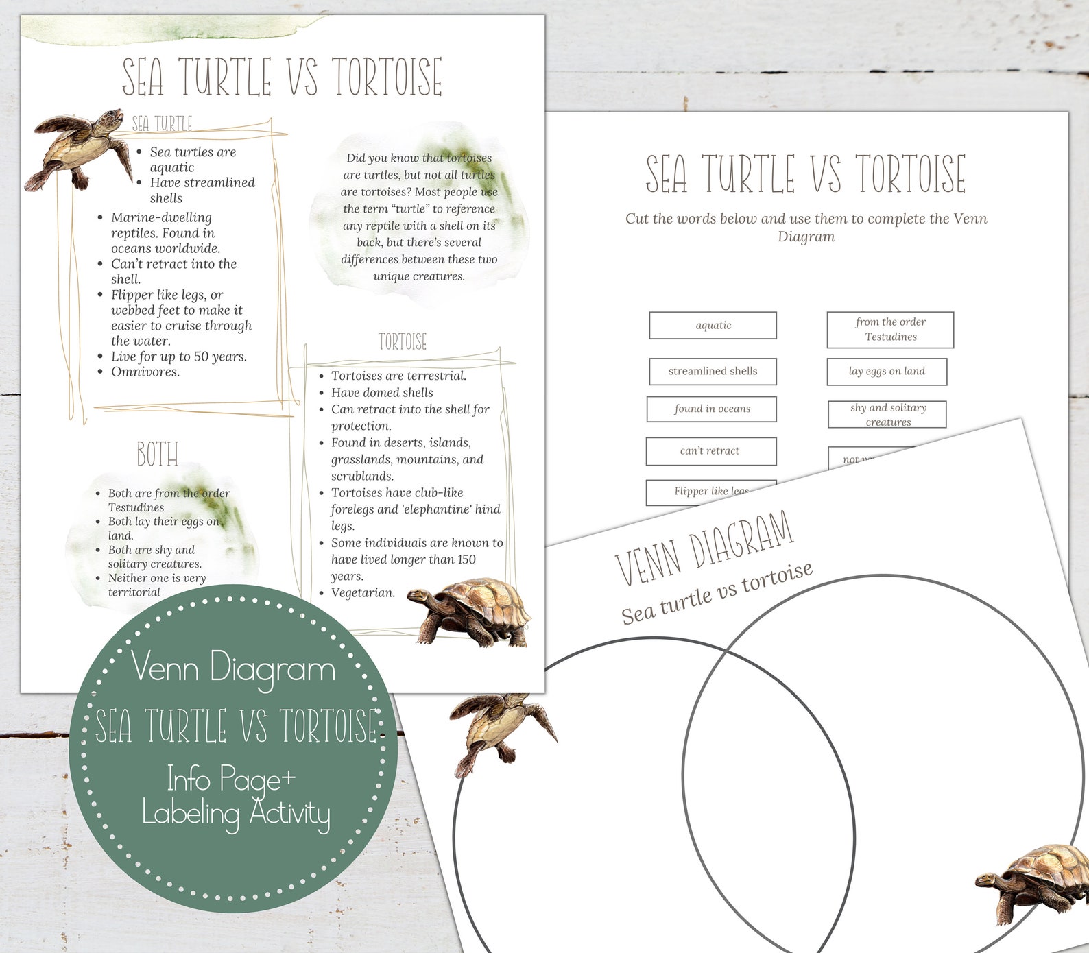 Turtle Picture Vs Drawing Sea Turtle Vs Tortoise Venn Diagram Activity, Homeschool, Montessori ...