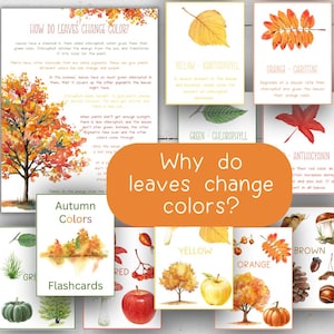 May include: Educational flashcards about autumn colors, including leaves, trees, and fruits. The cards feature watercolor illustrations and text explaining why leaves change color. The title card reads "Why do leaves change colors?"