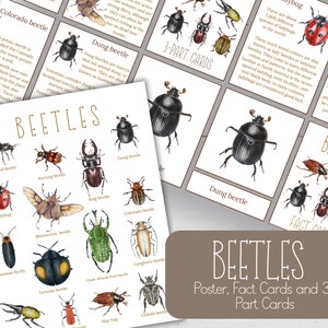 Tarjetas informativas sobre especies de escarabajos, tarjetas de 3 partes y mini póster, naturaleza, manualidades digitales, tarjetas Montessori, recursos para la educación en casa