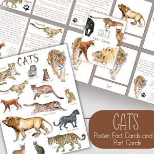 Mini poster CHATS + cartes en 3 parties + fiches d'information, Montessori, téléchargement immédiat