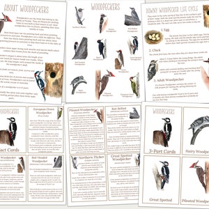 WOODPECKERS Unit Study, Life Cycle, Anatomy, Nature Study, Science