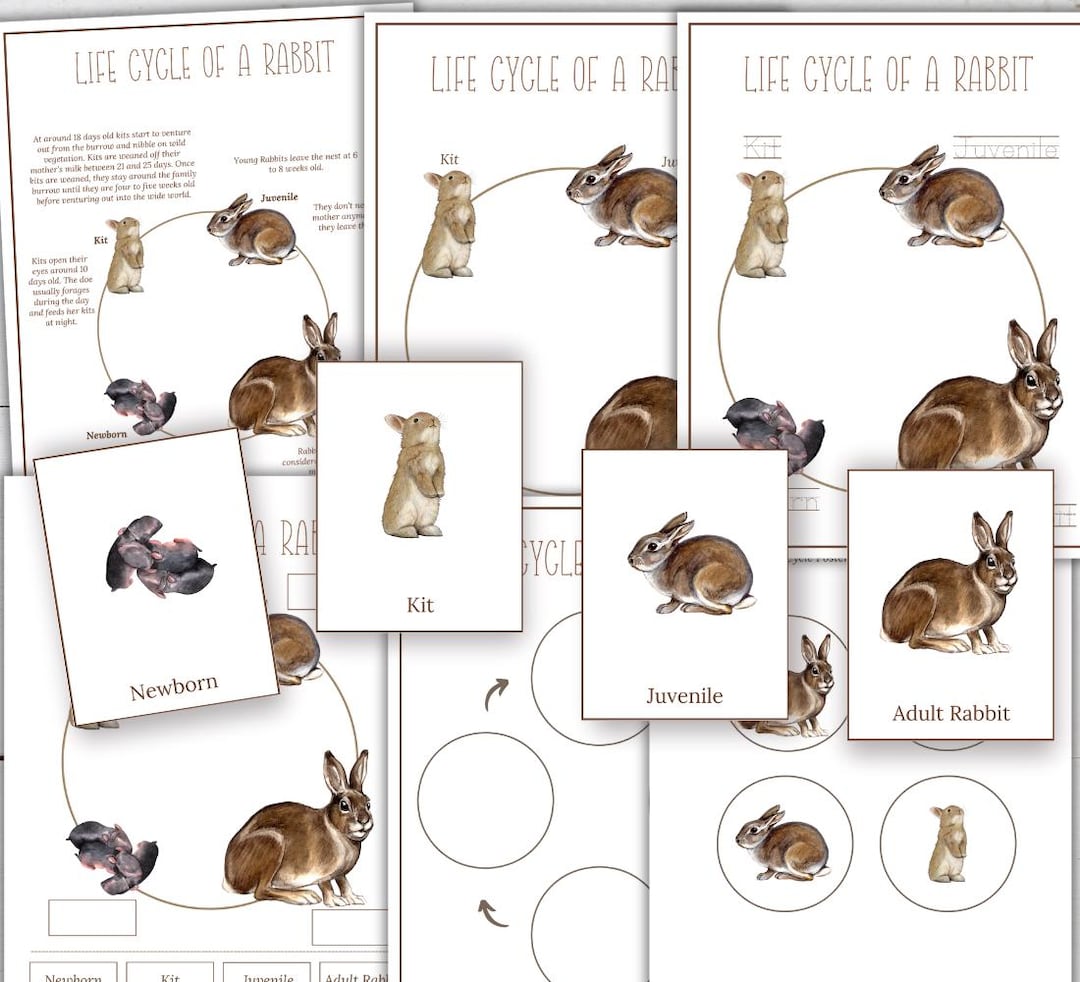 RABBIT Life Cycle, Nature Study, Homeschool Printable, Instant Download ...