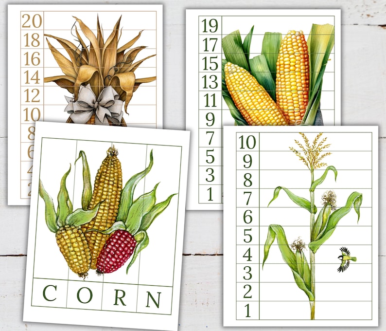 Corn Unit Study: Life Cycle, Anatomy, Homeschool Printable (instant ...