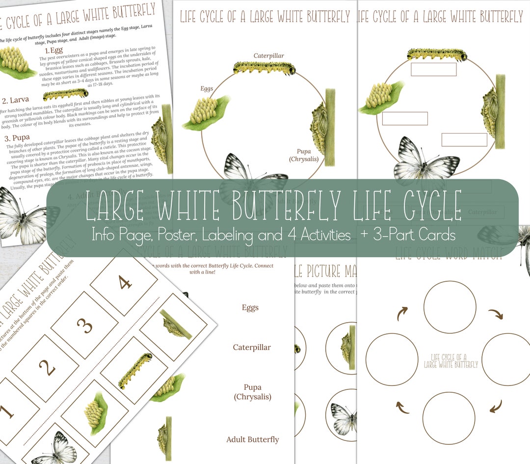 LARGE WHITE BUTTERFLY Life Cycle, Nature Study, Homeschool Printable