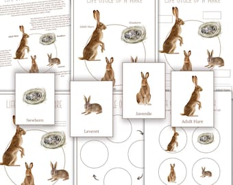 HASE Lebenszyklus, Naturstudie, Homeschool druckbare, sofortiger Download