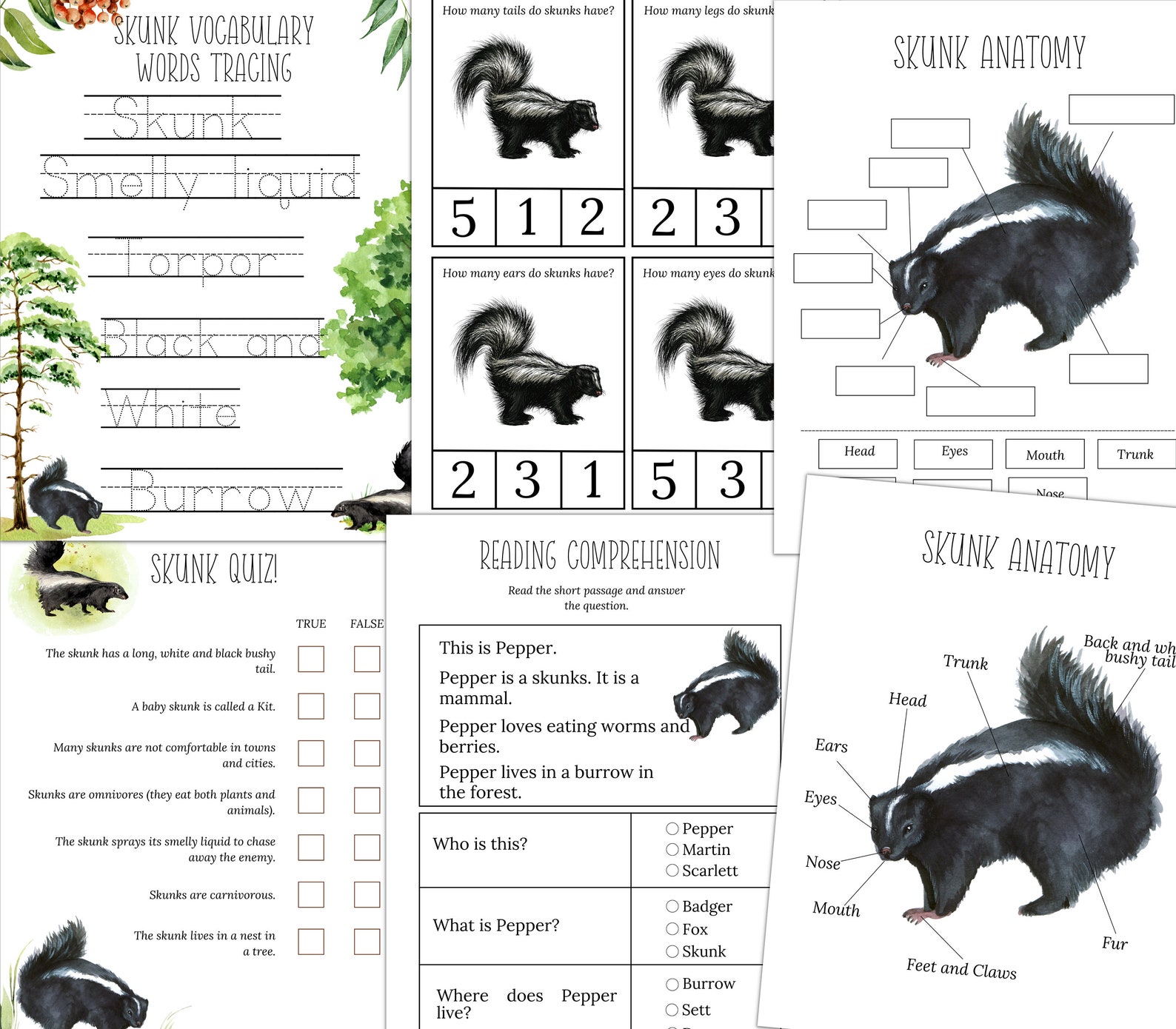 SKUNK Unit Study Life Cycle Anatomy Nature Study Science - Etsy