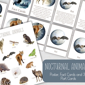 Mini pôster de animais noturnos + cartões em 3 partes + cartões com informações, Montessori, download instantâneo