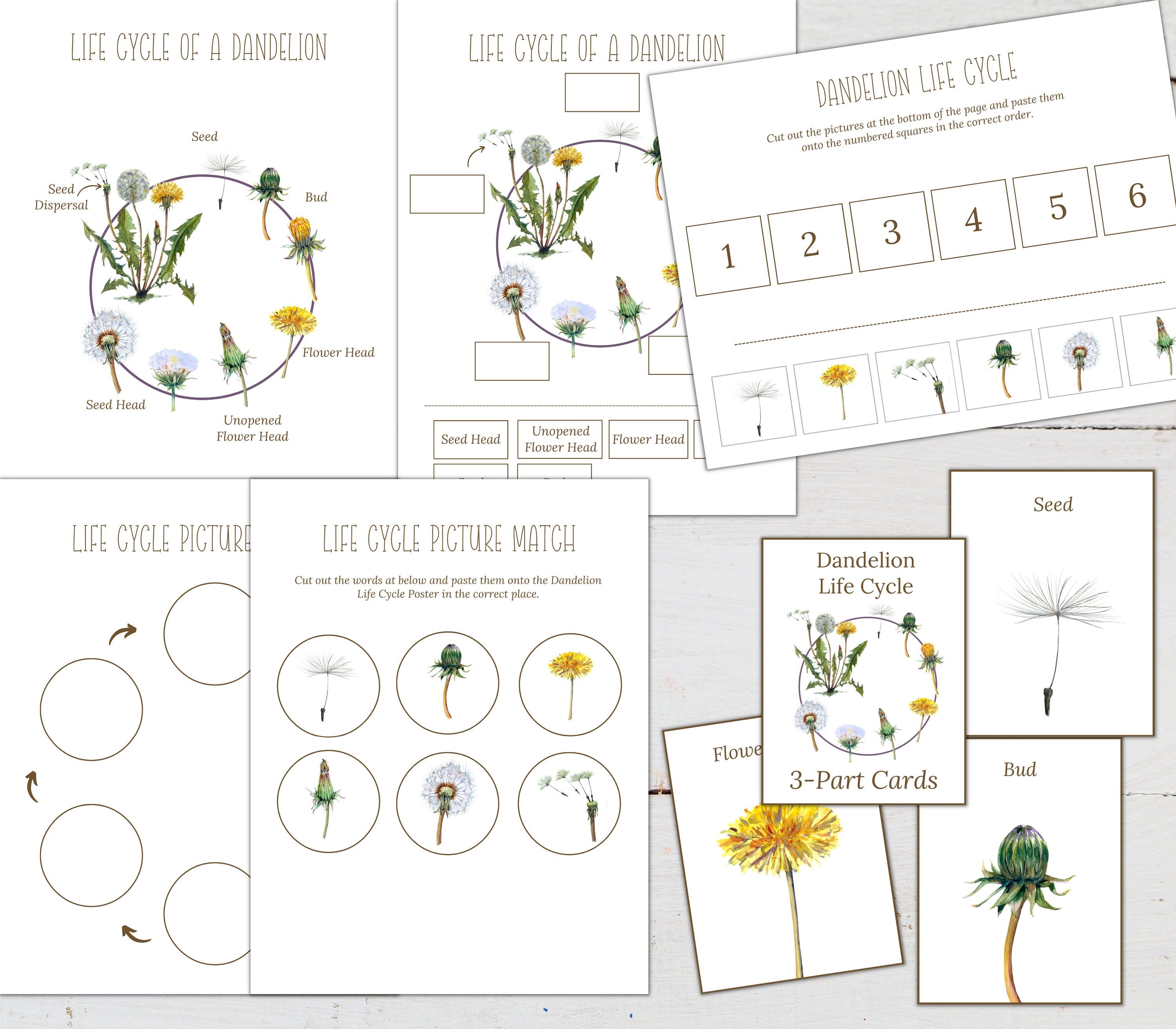 DANDELION Unit Study, Life Cycle, Anatomy, Nature Study, Science ...