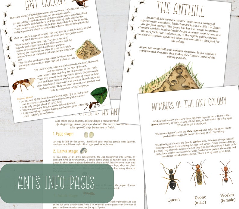 May include: Illustrated educational poster about ants, featuring a close-up of an ant with its body parts labeled, a diagram of an anthill with different chambers, and a chart showing the different types of ants in a colony: queen, drone, and worker.