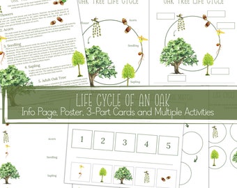 OAK TREE Life Cycle, Nature Study, Homeschool Printable, Instant Download