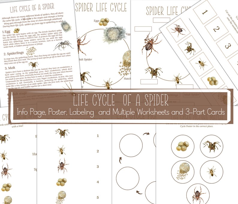 Spider Unit Study: Life Cycle, Anatomy, Homeschool Printable (instant ...