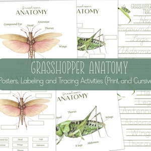 GRASSHOPPER Anatomie, Poster + Labeling and Tracing Aktivitäten, Grashüpfer Studie, Homeschool, Sofort Download